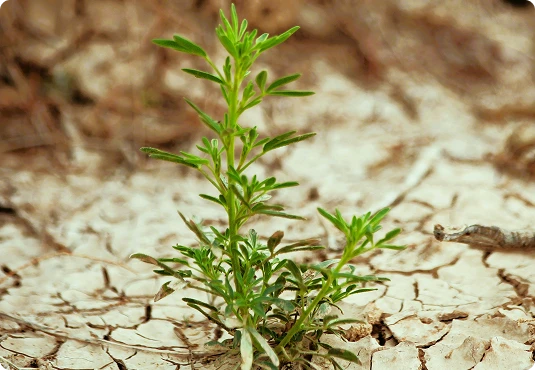 photo 2 - pourquoi renforcer votre résilience